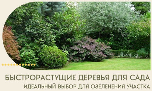Быстрорастущие деревья для сада идеальный выбор в Новороссийске