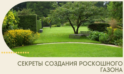 Секреты создания роскошного газона в Новороссийске